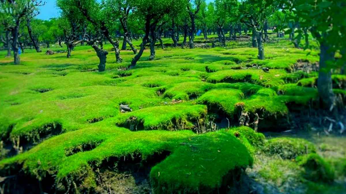 ডিসি পয়েন্ট পর্যটন কেন্দ্র